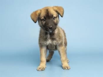 German Shepherd Dog Dogs Available for Adoption in Phoenix, Arizona - DOVE | PetCurious