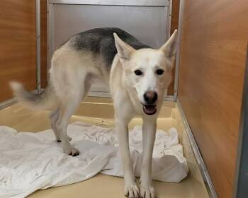 JUNO -  German Shepherd Dog and Siberian Husky Dog for Adoption in Doral, Florida - JUNO | PetCurious
