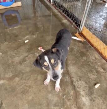 Hound Dogs Available for Adoption in Manchester, Connecticut - Spot | PetCurious