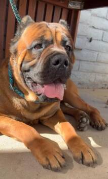 Cane Corso Dogs Available for Adoption in Glendale, Arizona - Captain Hook | PetCurious