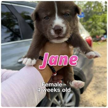 Australian Shepherd Dogs Available for Adoption in The Woodlands, Texas - Jane | PetCurious