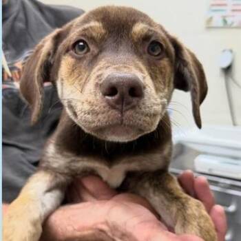 Blush *available at off-site adoption event 8/22 -  Mixed Breed Dog for Adoption in Briarcliff Manor, New York - Blush *available At Off-site Adoption Event 8/22 | PetCurious