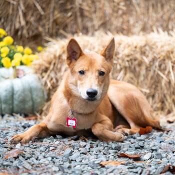 Heidi -  Retriever Dog for Adoption in Wake Forest, North Carolina - Heidi | PetCurious