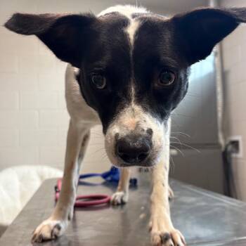 Mixed Breed Dogs Available for Adoption in Englewood, Florida - Zashi | PetCurious