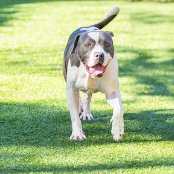 Terrier Dogs Available for Adoption in Hilton Head Island, South Carolina - Elias | PetCurious