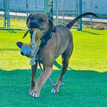 Plott Hound and Mixed Breed Dogs Available for Adoption in Evansville, Indiana - Dozer | PetCurious