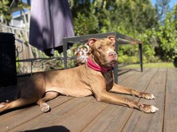 Pit Bull Terrier and Mixed Breed Dogs Available for Adoption in Doral, Florida - ALEXA | PetCurious