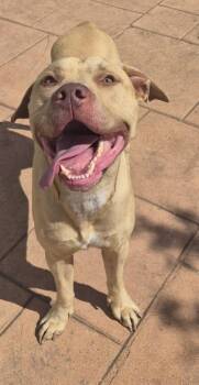 Rocko -  Pit Bull Terrier and Mixed Breed Dog Available for Adoption in Shreveport, Louisiana - Rocko | PetCurious