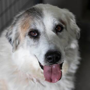 Great Pyrenees Dogs Available for Adoption - Haley (D25-111) | PetCurious