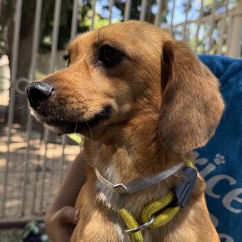 Lady - Chino Hills Location -  Beagle and Dachshund Dog for Adoption in Chino Hills, California - Lady - Chino Hills Location | PetCurious