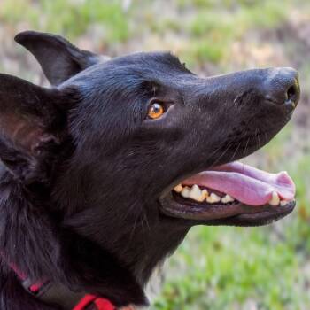 Caspian -  Shepherd Dog for Adoption in Pasadena, California - Caspian | PetCurious