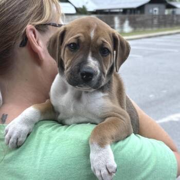 Amos -  Mixed Breed Dog for Adoption in Freeport, Florida - Amos | PetCurious
