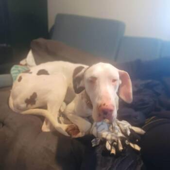 Sandy -  Great Dane Dog Available for Adoption in Mauston, Wisconsin - Sandy | PetCurious