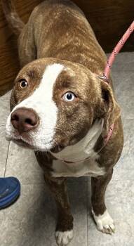 Rescue Mixed Breed Dogs for Adoption in Spartanburg, South Carolina - Baxter | PetCurious