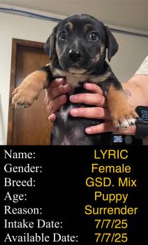 Rescue German Shepherd Dog Dogs for Adoption in Portales, New Mexico - Lyric | PetCurious