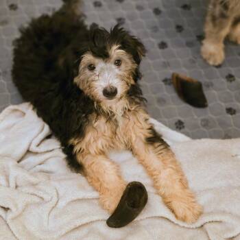 Charlie -  Bernadoodle and Goldendoodle Dog for Adoption in Blairstown, New Jersey - Charlie | PetCurious