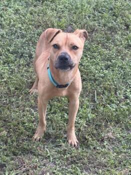 PORKY -  American Staffordshire Terrier Dog for Adoption in Fort Lauderdale, Florida - PORKY | PetCurious