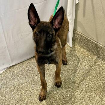 IVHS-Stray-140491 -  Belgian Shepherd Malinois Dog for Adoption in San Gabriel, California - IVHS-Stray-140491 | PetCurious