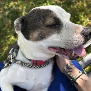 American Staffordshire Terrier Dogs Available for Adoption in Greenville, South Carolina - Diesel | PetCurious