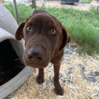 Kayce -  Chocolate Labrador Retriever and Mixed Breed Dog for Adoption in Ennis, Texas - Kayce | PetCurious