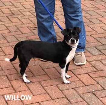 Chihuahua and Jack Russell Terrier Dogs Available for Adoption - Willow | PetCurious