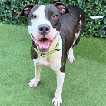 Liora -  Mixed Breed Dog for Adoption in West Palm Beach, Florida - Liora | PetCurious