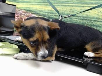 A552099 -  Chihuahua and Mixed Breed Dog for Adoption in Moreno Valley, California - A552099 | PetCurious