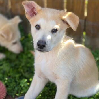 Husky Dogs Available for Adoption - Rival (PUPPY) | PetCurious