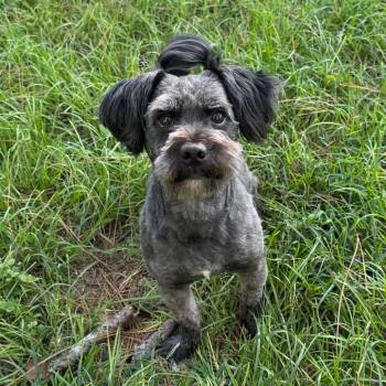 Muffin Man -  Maltese and Schnauzer Dog for Adoption in Houston, Texas - Muffin Man | PetCurious