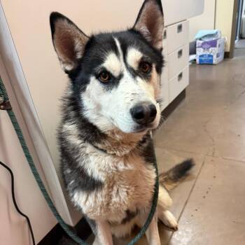 Elektra -  Husky Dog for Adoption in Flagstaff, Arizona - Elektra | PetCurious
