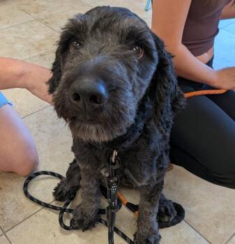 Freya -  Poodle and Bernese Mountain Dog Dog for Adoption in Logan, Utah - Freya | PetCurious