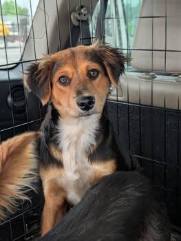 Australian Shepherd and Mixed Breed Dogs Available for Adoption in Baton Rouge, Louisiana - Landon | PetCurious