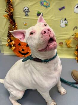 Rescue Pit Bull Terrier and Mixed Breed Dogs for Adoption in Shrewsbury, Massachusetts - Casper | PetCurious