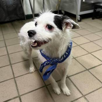 Hobo -  Terrier and Mixed Breed Dog for Adoption in Erie, Pennsylvania - Hobo | PetCurious