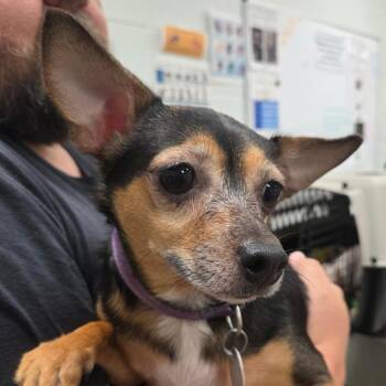 Killeese -  Chihuahua Dog for Adoption in Chattanooga, Tennessee - Killeese | PetCurious