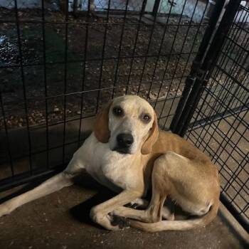 Hound Dogs Available for Adoption in Enterprise, Alabama - Rudy | PetCurious
