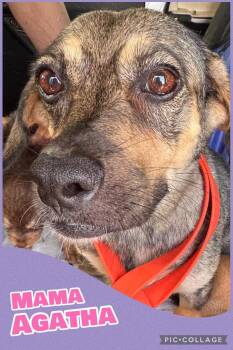 Mama Agatha -  Beagle and Terrier Dog for Adoption in Ringwood, New Jersey - Mama Agatha | PetCurious