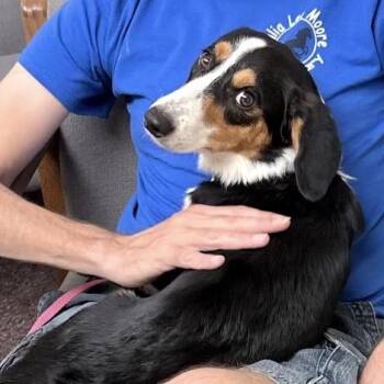 Dolly Dolly -  Beagle and Cardigan Welsh Corgi Dog for Adoption in Little Rock, Arkansas - Dolly Dolly | PetCurious