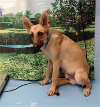 A552490 -  German Shepherd Dog and Mixed Breed Dog for Adoption in Moreno Valley, California - A552490 | PetCurious