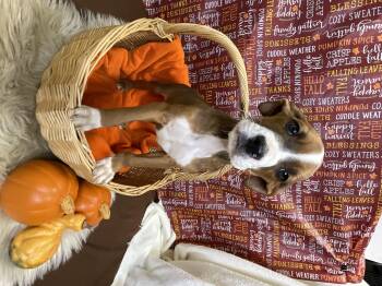 Rescue Boxer Dogs for Adoption in Lacon, Illinois - Almon | PetCurious