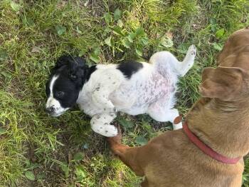English Springer Spaniel and Flat Coated Retriever Dogs Available for Adoption - Berta | PetCurious
