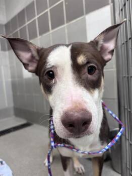 NICK -  German Shepherd Dog and Pit Bull Terrier Dog for Adoption in Las Vegas, Nevada - NICK | PetCurious
