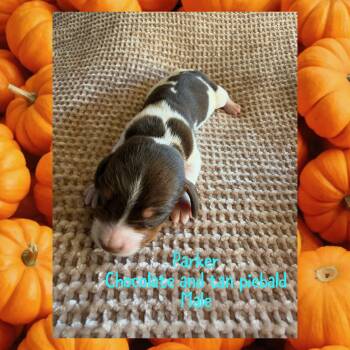 Parker -  Miniature Dachshund Dog for Sale in Brookhaven, Mississippi - Parker | PetCurious