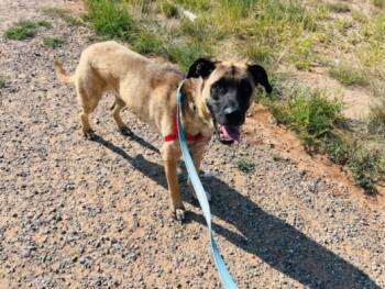 Rescue Mixed Breed Dogs for Adoption in Santa Fe, New Mexico - ATLAS | PetCurious
