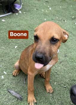 Rescue Pit Bull Terrier Dogs for Adoption in Thornton, Colorado - Boone C | PetCurious