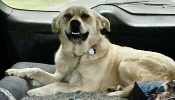 Beans -  Great Pyrenees and Labrador Retriever Dog for Adoption in Franklin, West Virginia - Beans | PetCurious