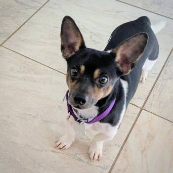 Stilton (TN) -  Rat Terrier Dog for Adoption in Atlanta, Georgia - Stilton (TN) | PetCurious