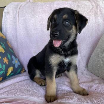 Sweetie -  German Shepherd Dog Dog for Adoption in Tucson, Arizona - Sweetie | PetCurious