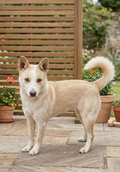 Husky Dogs Available for Adoption in North Prairie, Wisconsin - **DAPHNE** | PetCurious