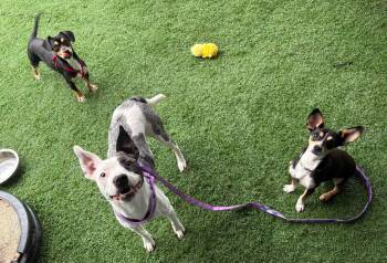 TULIP -  Pit Bull Terrier Dog for Adoption in Vandergrift, Pennsylvania - TULIP | PetCurious